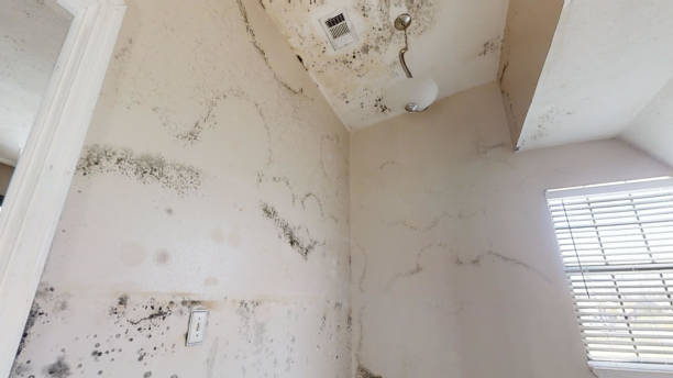 Mold Documentation for Insurance Claims in Maunawili, HI