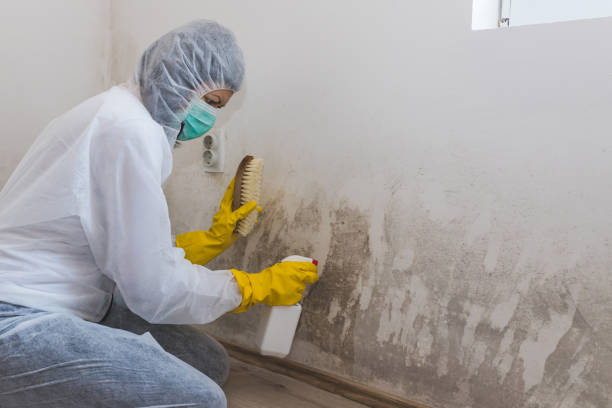 Best Basement Mold Removal  in Maunawili, HI