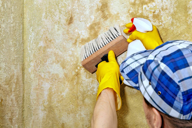 Best Mold Remediation for Healthcare Facilities  in Maunawili, HI