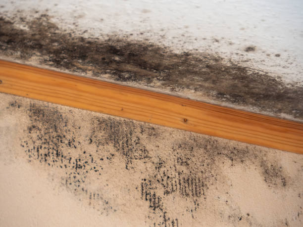 Best Dehumidification Services  in Maunawili, HI