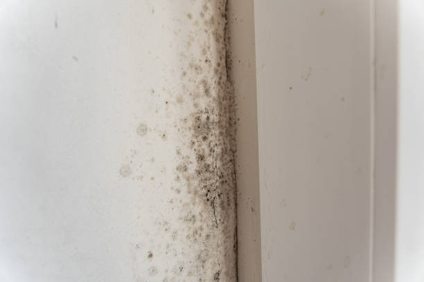 Best Black Mold Removal  in Maunawili, HI