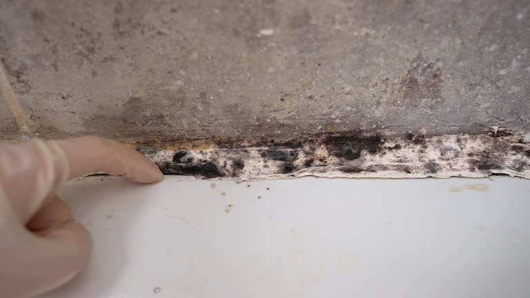 Best Comprehensive Air Testing for Mold Contaminants  in Maunawili, HI